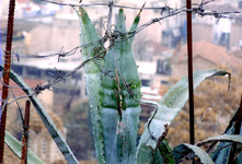 A message on a cactus. Athens, 2004