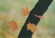 Krev v žilách 2 / Blood in the veins 2; Brno 2000