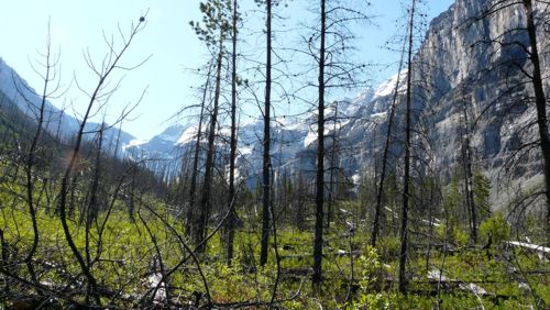 Ledovec Stanley s ohořelými stromy po častých požárech